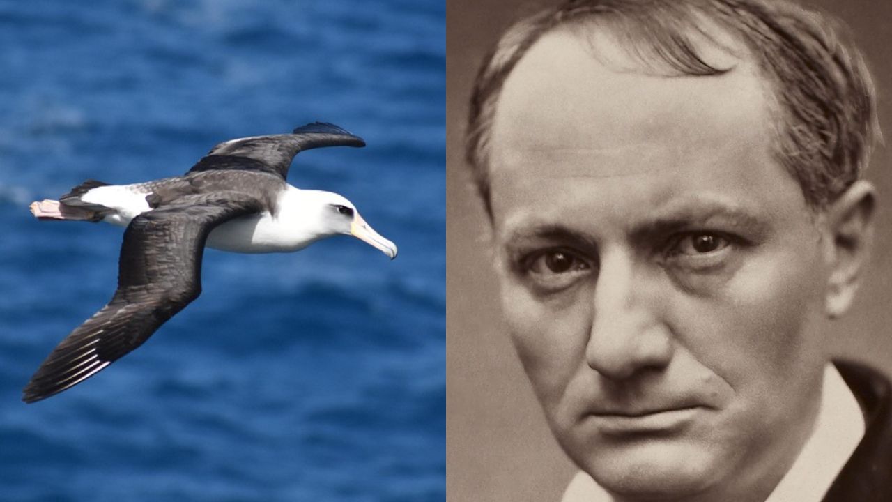 The Albatross – Charles Baudelaire (ग्रेस ने सुचवलेली कविता)