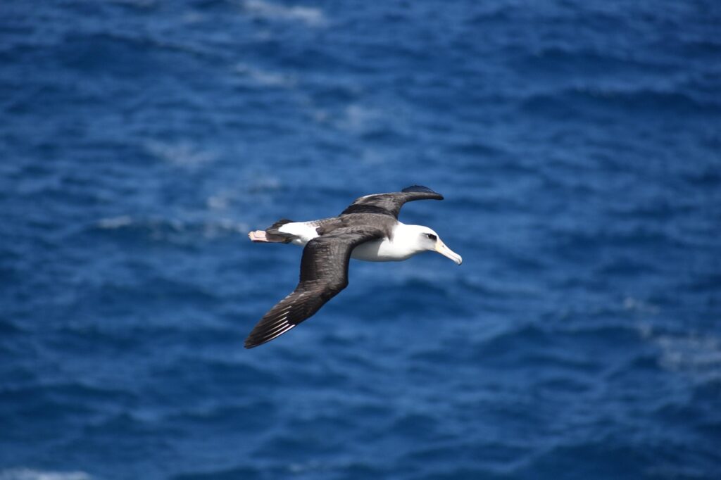Albatross Poem